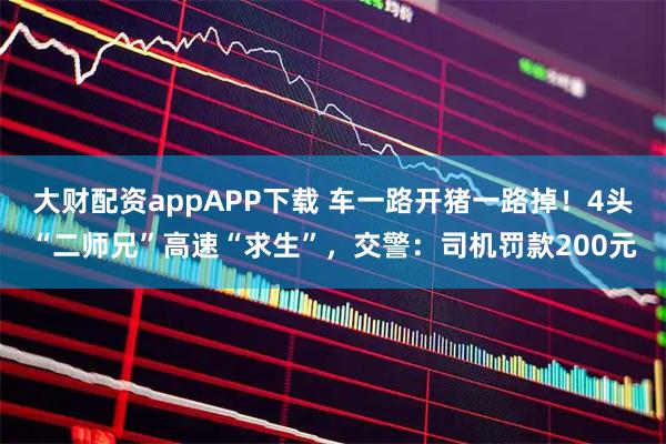 大财配资appAPP下载 车一路开猪一路掉！4头“二师兄”高速“求生”，交警：司机罚款200元